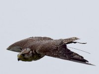 Ger- und Sakerfalke 018